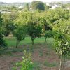 1050 متر زمین قلم باغ در نزدیکترین فاصله به شهر