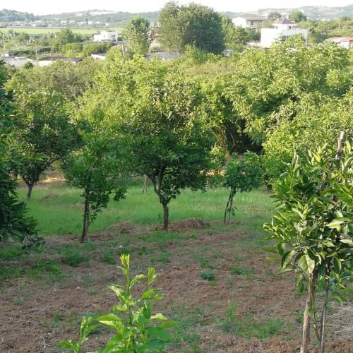 1050 متر زمین قلم باغ در نزدیکترین فاصله به شهر