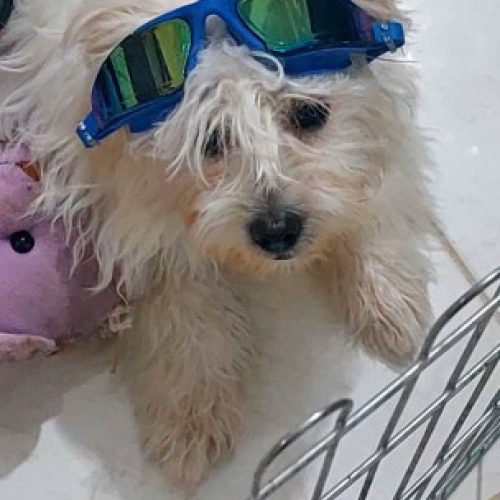 نام هپی/1ساله/نر/میکس شیتزووپودل/