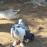 کبوتر دمچتری