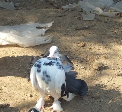 کبوتر دمچتری