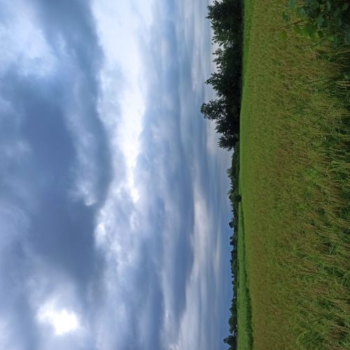 فروش زمین شالیزار