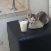 گربه خونگی ببری