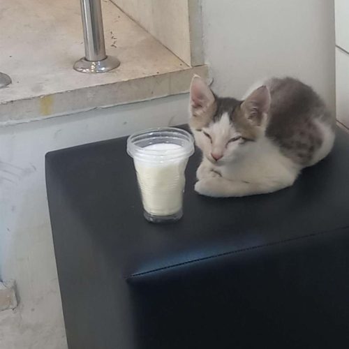 گربه خونگی ببری