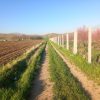 فروش باغ گیلاس و آلبالو