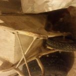 فورقان سالم درهدنو