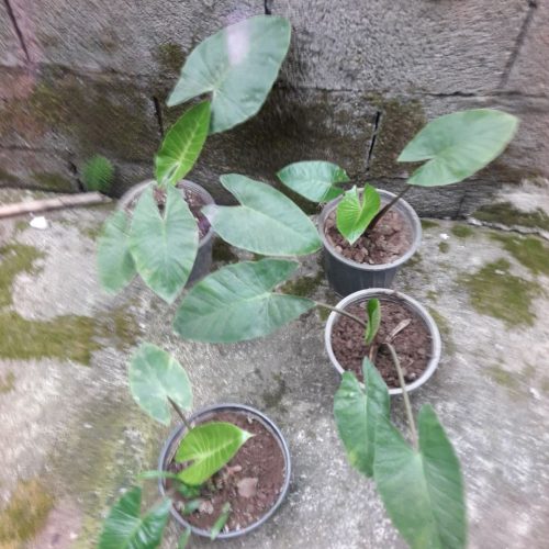 گل بابا آدم تنه قرمز