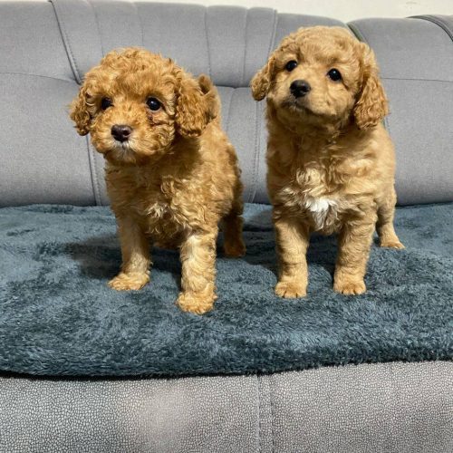 توی پودل وارداتی