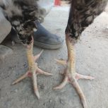 خروس پنجاب پاکستانی