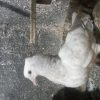 یک جفت کله الماسی