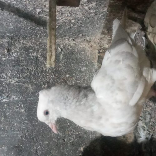 یک جفت کله الماسی
