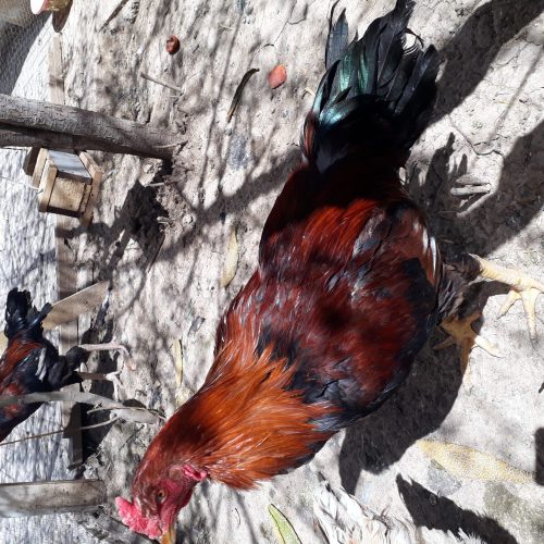 خروس لاری