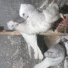 یک جفت کله الماسی
