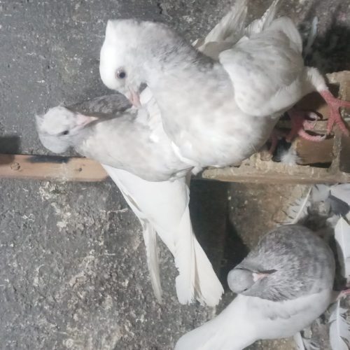 یک جفت کله الماسی