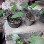 گل بابا ادم تنه قرمز