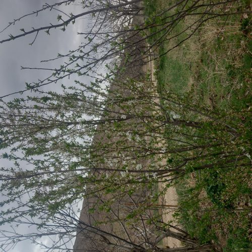 فروش باغ 1000 متر