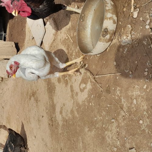 موتور تریل احسان فروشی