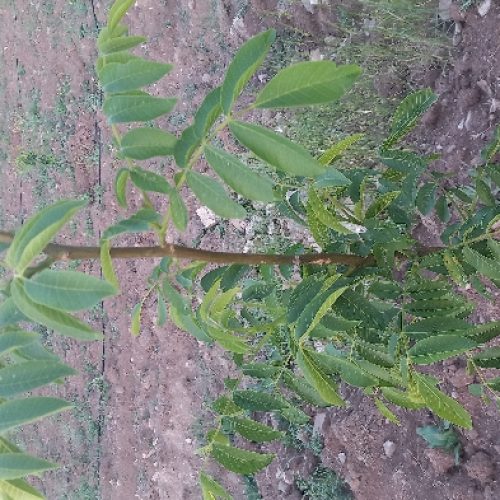 باغ گیلاس درساربانک