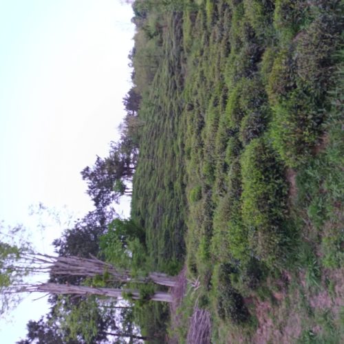 فروش باغ چای