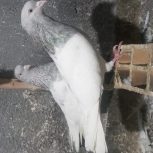 یک جفت کله الماسی