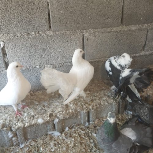 کبوتر دمچتری