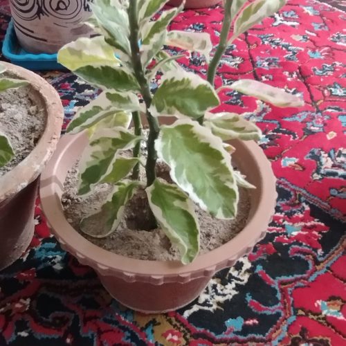 فروش چند گل زیبا وشاداب