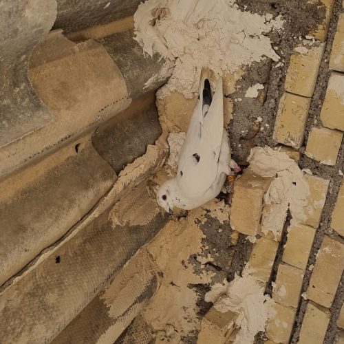 کبوتر پلاکی مسافت بازرگان