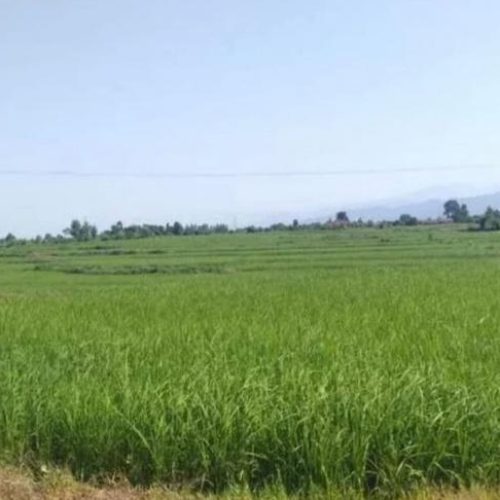 زمین کشاورزی