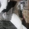 یک جفت کله الماسی