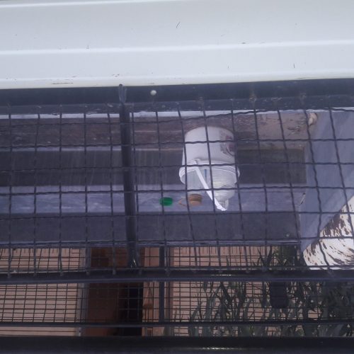 اتاق قفسی وانت پیکان نو