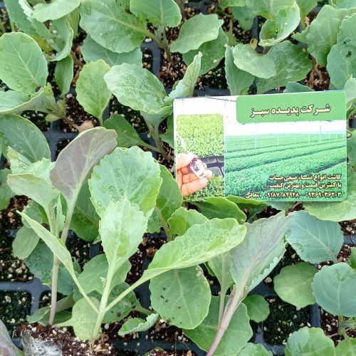 نشا خیار و گوجه  فلفل وغیره