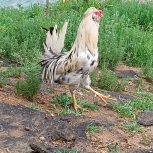 خروس