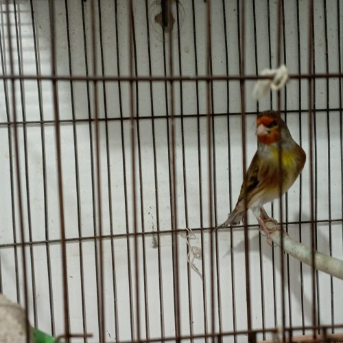 سهره‌قناری‌نر‌مست