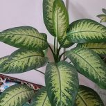 گل دیفن زیبا