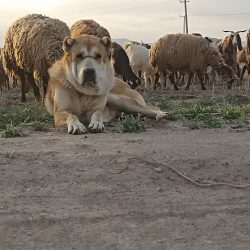 سگ گله