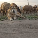 سگ گله