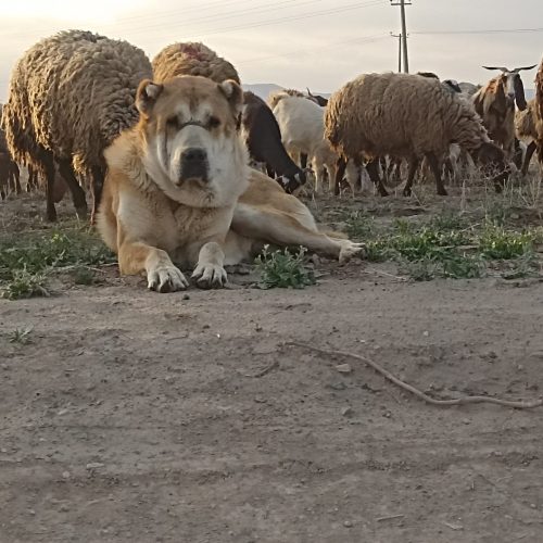 سگ گله