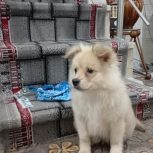 توله سگ فروشی