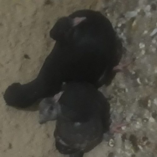 کبوتر کله نر و ماده کاکلی 3 تا جوجه کاکلی