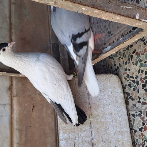 دو جفت کفتر پلاس افغان