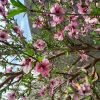 زمین ملکی باغی کلاکوب شاهنامه
