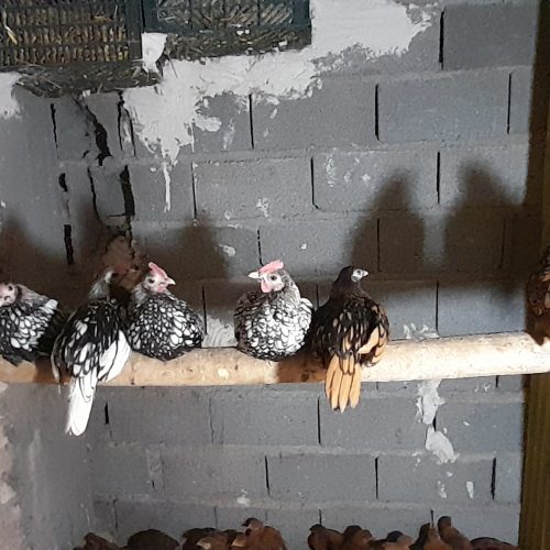 مرغ خروس سیبرایت