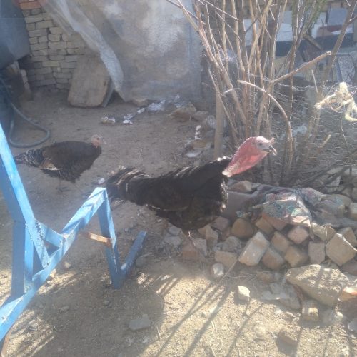 بقلمون