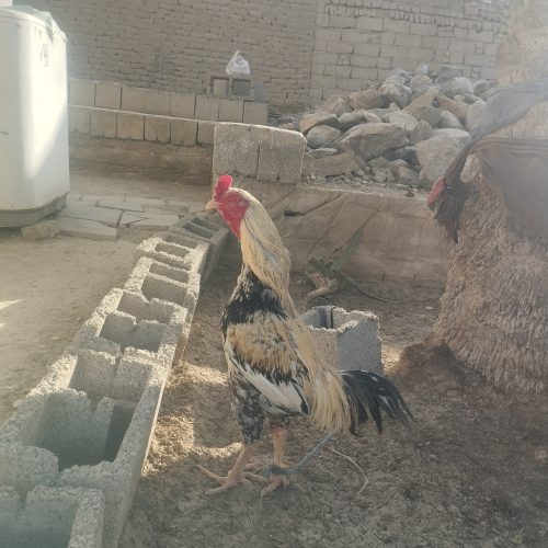خروس پنجاب پاکستانی