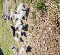 کبوتر عالی ارومیه