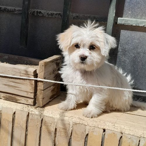 یک قلاده سک شش ماهه