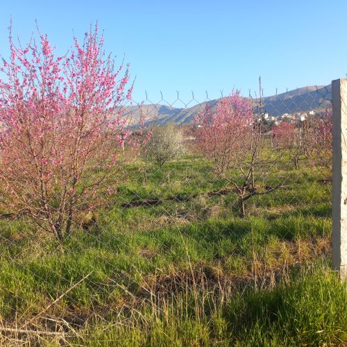 فروش باغ گیلاس و آلبالو