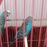 یک جفت مرغ عشق ابی