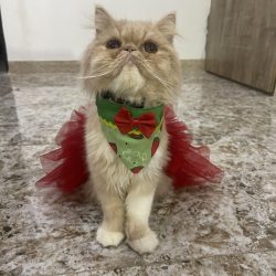 گربه دستی مهربون پرشین سوپرفلت