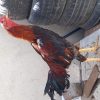 خروس لاری